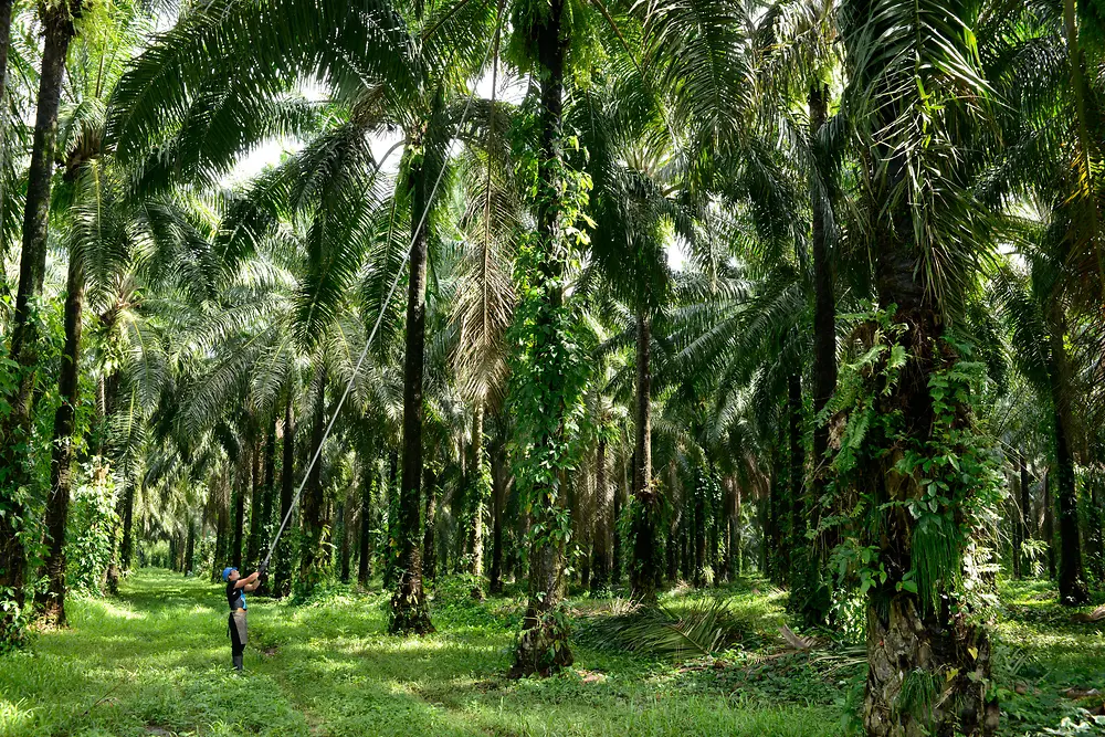 Hombre recogiendo frutos de palmera en el bosque de palmeras