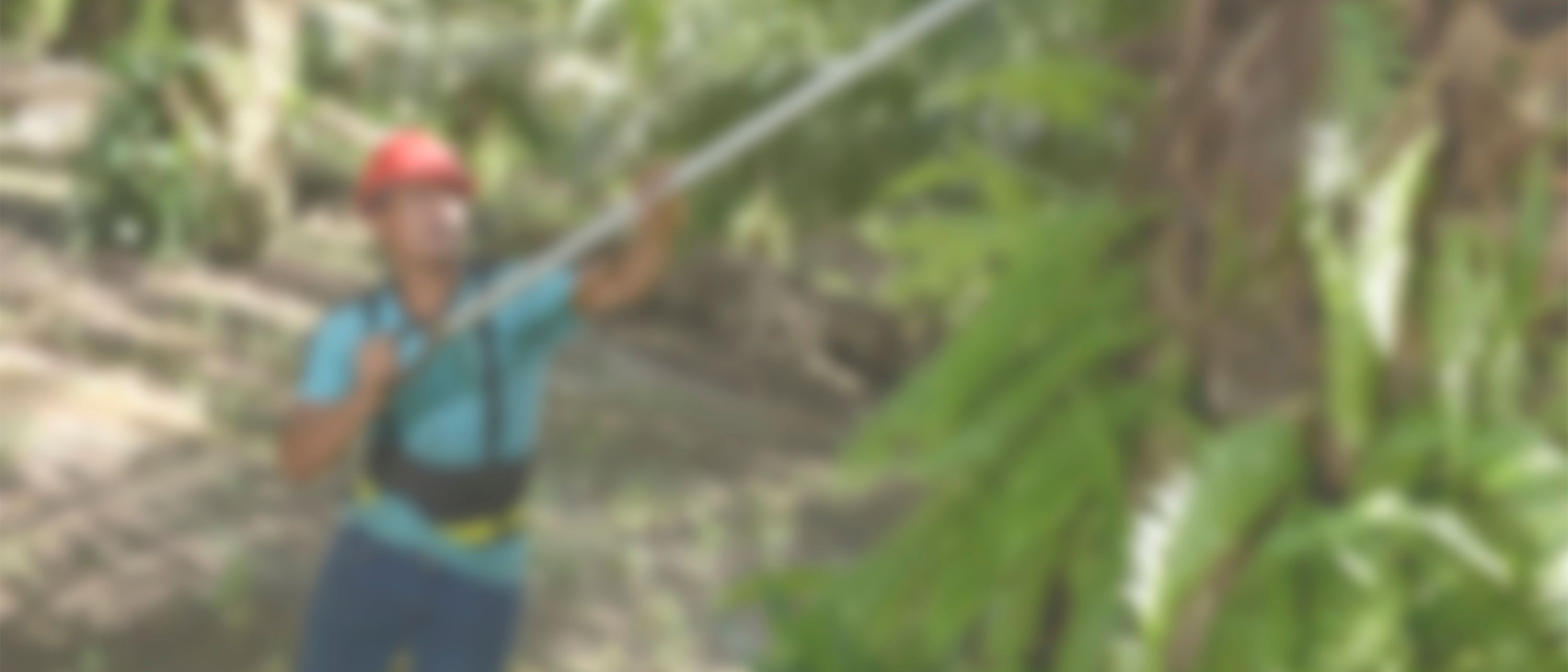 : Un hombre cosechando frutos de palmera en el bosque.