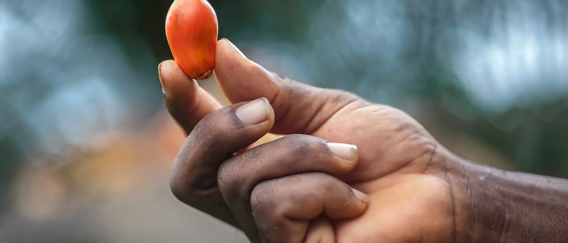 A hand holds a fruit of the oil palm.